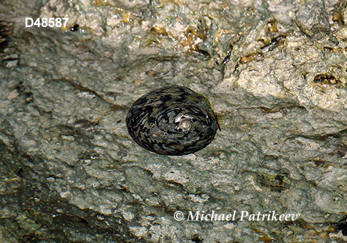 West Indian Top Snail (Cittarium pica)